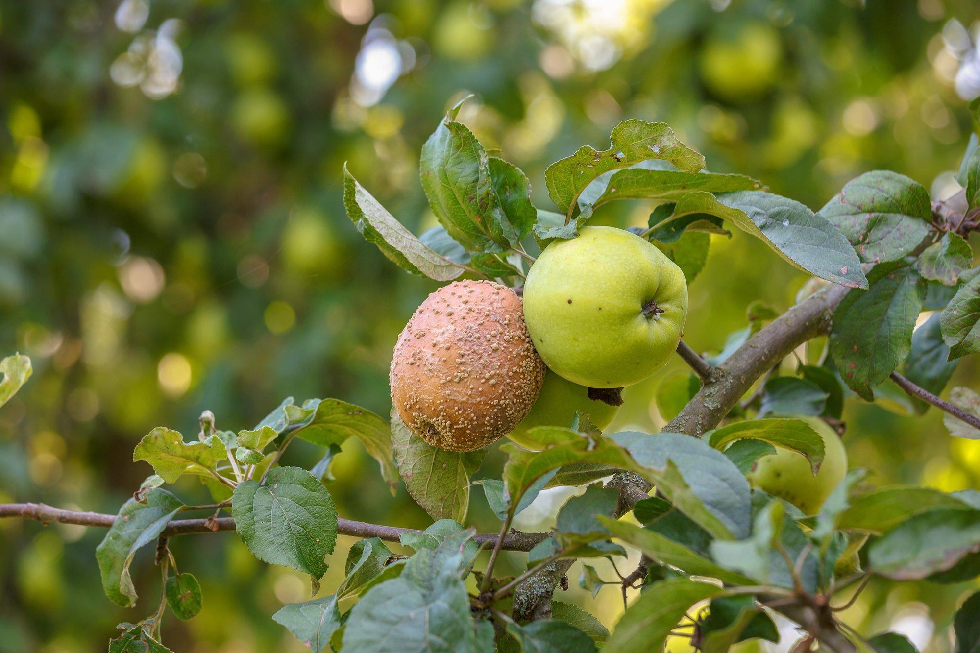 Яблоки гниют еще на ветках — почему это происходит и что делать, чтобыэтого избежать